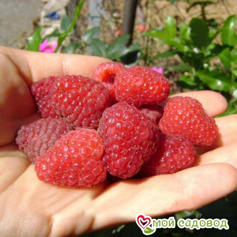 Малина Туламин ЗКС