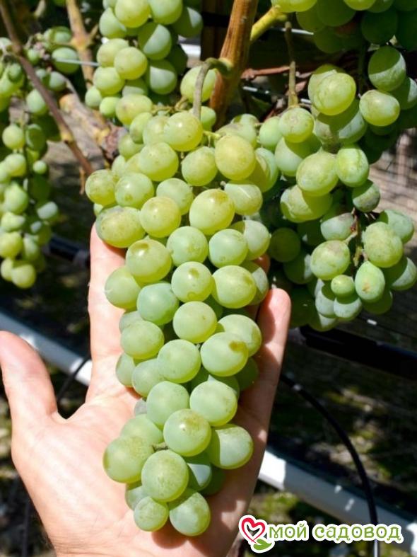 Виноград Маркиз