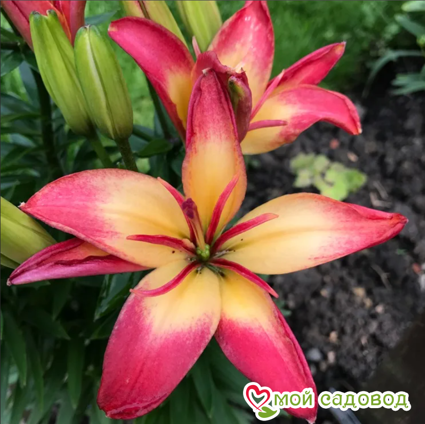 Лилия ДЕЛИКАТ ДЖОЙ — Азиатский гибрид