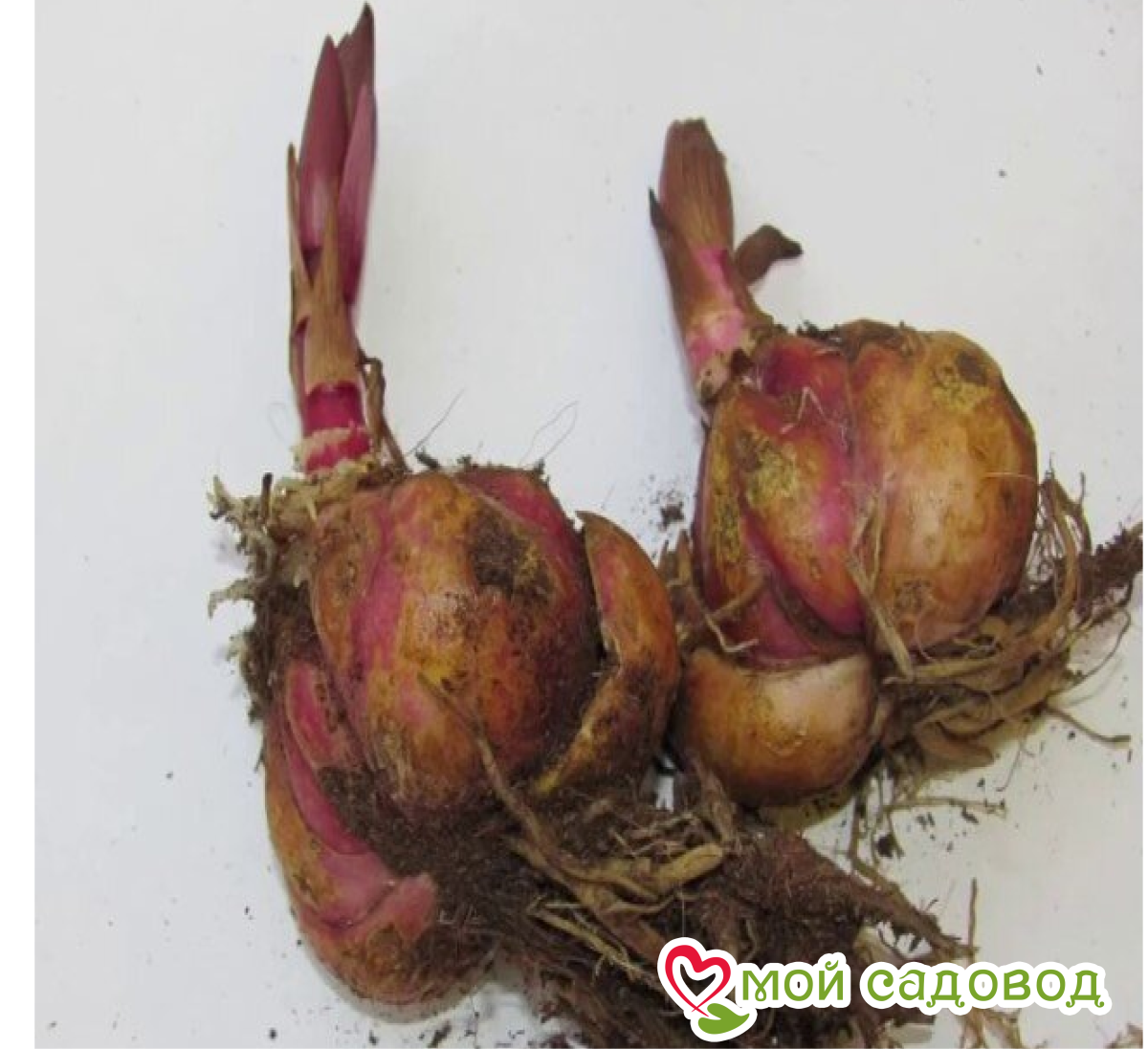 Лилия Селькин Краун